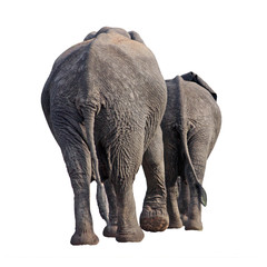 two elephants walking away isolated