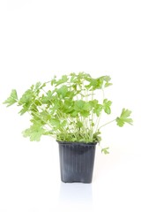 parsley