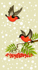 Fototapeta premium two red bullfinches on winter background