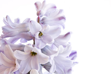 Obraz premium Hyacinth