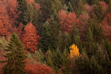 Bunter Wald mit gelber Birke