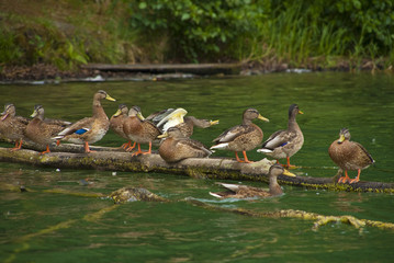 Entenfamilie - duck familiy