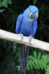 Hyacinthe macaw standing on a branch
