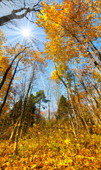 Fototapeta premium Colorful autumn landscape in the forest