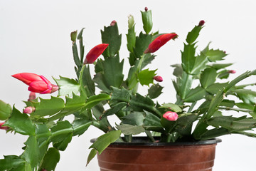 Christmas Cactus