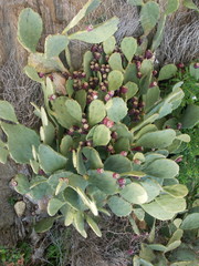 Un plant de figuier de Barbarie (Opuntia ficus-indica)