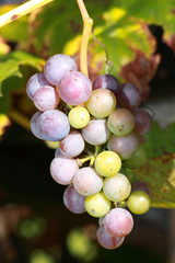 Blue grapes