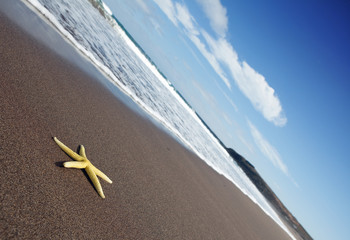 Yellow starfish on the beach, Lanzarote