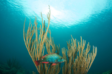 Red Band Parrotfish hovering in a Sea Rod