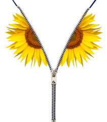 girasole zip in fondo bianco