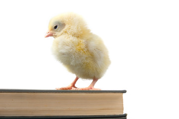 Chicken and book.