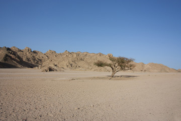 Fototapeta na wymiar jedno drzewo na pustyni