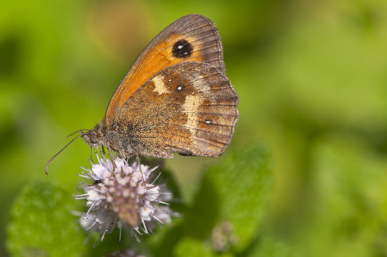 gatekeeper butterfly in english countryside