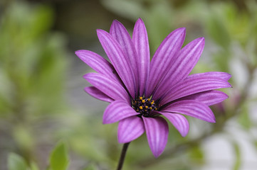 Fototapeta premium Purple daisy