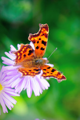 Lilac daisy