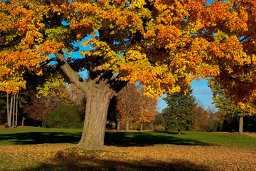 Giant Maple Tree in Fall Colors
