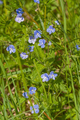Veronica germander