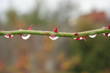 after the autumn rain © trojan74