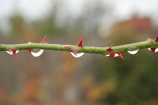 after the autumn rain