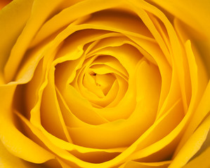 yellow rose