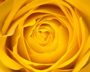 Meubelstickers gele roos © Mihai Simonia