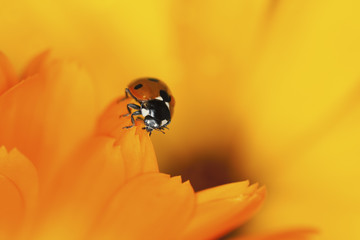 Ladybird sitting on dandelion, macro photo
