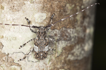 White-clouded longhorn beetle (Mesosa nebulosa)