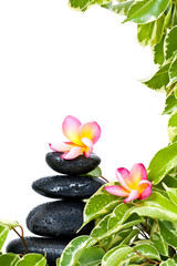 Naklejka na ściany i meble Zen z kwiatów frangipani