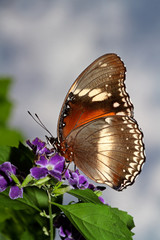 Feeding butterfly