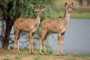 Naklejka na ściany i meble Kudu antelopes, South Africa