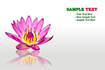 purple water lily flower on white background