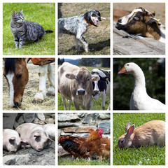 Animali della fattoria - collage