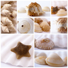 Conchiglie - collage