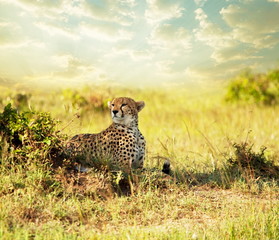 Gepard © Galyna Andrushko