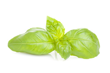 Beautiful basil leaves on white background