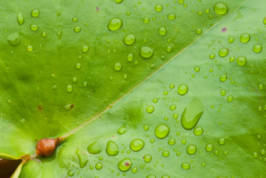 Green Lotus leaf with water drop as background