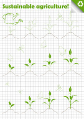 Ecology plant growth stages vector background