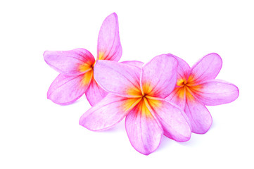 Pink Plumeria flowers isolated on white background