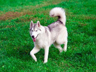 Siberian Husky