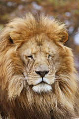 Fototapeta na wymiar leone