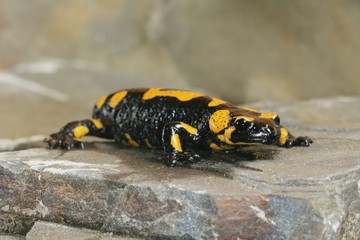 Salamander