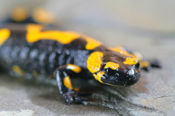 Salamander