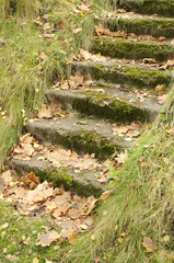 Mossy Staircase with Fallen Maple Leaves