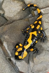 Salamander