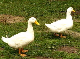 ente