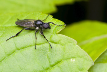 Leń marcowy Bibio marci © Gucio_55