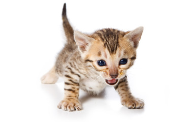 Bengal kitten on white background