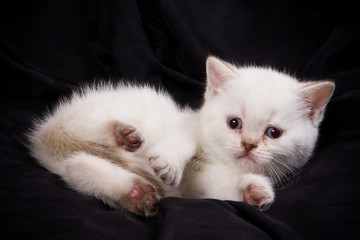 British kittens on black backgrounds