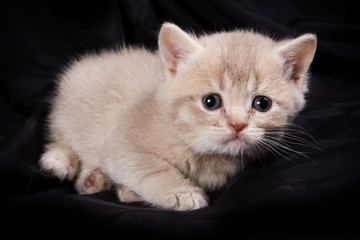 British kittens on black backgrounds