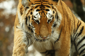 tigre